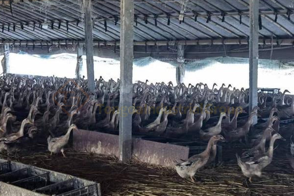 牛糞制作有機肥的過程,牛糞有機肥生產工藝流程