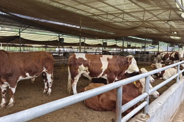 年產(chǎn)5000噸粉狀牛糞有機(jī)肥生產(chǎn)線什么價(jià)格?投資多少錢成本?