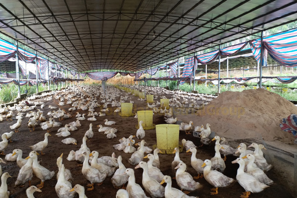 鴨糞處理成有機肥?鴨糞處理成有機肥顆粒的方法和技巧