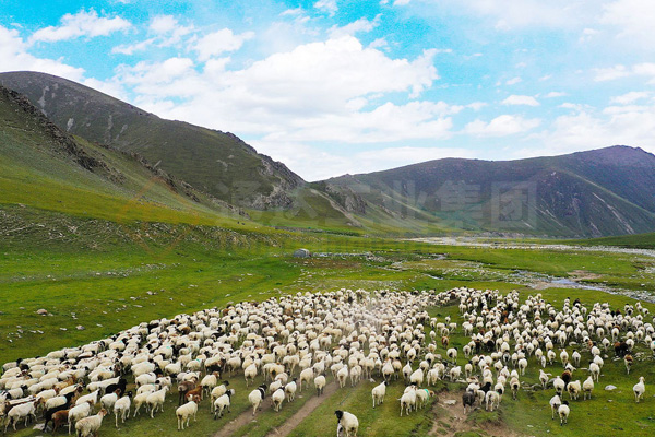 內蒙古臨河10萬噸羊糞有機肥生產線價格多少錢?哪個廠家好?