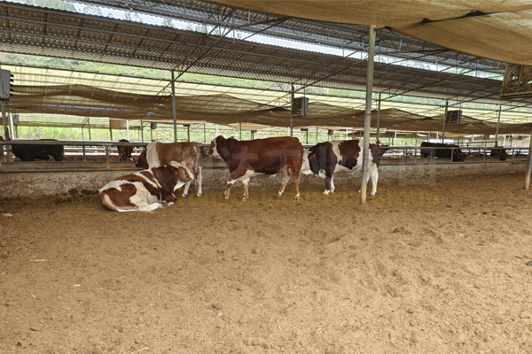 大型牛場(chǎng)牛糞怎么處理?大型養(yǎng)牛場(chǎng)牛糞制作有機(jī)肥料的步驟工藝流程和廠家報(bào)價(jià)